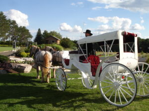 white horse carriage on green lawn
