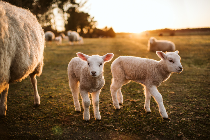flock on baby lambs
